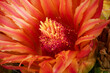 Macro close up of barrel cactus blossom displaying its alluring orange-red hues