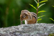 Chipmunk cleaning its head..
