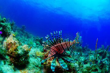 Wall Mural - A hunting lion fish and trumpet fish