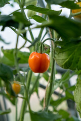 Poster - Red, ripe tomato on a bush in a greenhouse. Tomatoes in a greenhouse. Plantation of tomatoes. Organic farming, growth of young tomato plants in a greenhouse.
