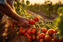 Farmers Harvest Tomatoes In A Tomato Plantation Garden.