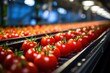 © Attasit - Tomatoes are transported by industrial production conveyors to be processed as a tomato product commodity