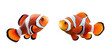 Clown fish isolated in transparent background