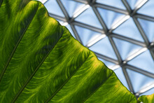 Highlighted Texture Of Giant Taro Leaf In Botanic Garden With Glass Dome Fragment In Background