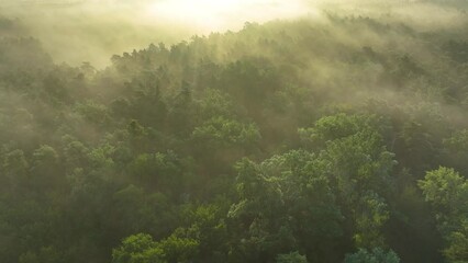 Wall Mural - foggy morning over the forest