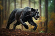 Animal Black panther jump and sprint for hunting