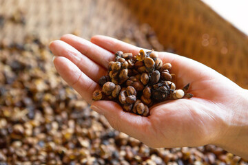 Wall Mural - Kopi luwak or civet coffee, Coffee beans excreted by the civet	