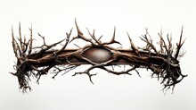 Crown Of Thorn Isolated Background