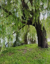 An Old Weeping Willow On The Shore Of A Pond, Lake Or River. Under The Crown Of A Green Tree. Willow Branches Touch The Surface Of The Water. A Warm Summer Day On The Beach In A Nature Park.