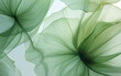 © Harry - abstract soft fabric green lotus leaves background