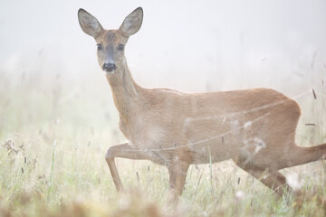 Wall Mural - Roe deer walking through the misty field early in the morning