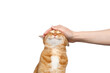 © seregraff - Portrait of a woman's hand stroking a ginger cat with smile on Isolated white background
