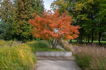 amelanchier lamarckii shadbush colorful autumnal shrub branches full of beautiful red orange yellow 