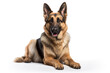 © Elaine - A German Shepherds Dog isolated on white plain background