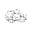 Vector hand drawn lion´s mane mushrooms vintage sketch illustration.
