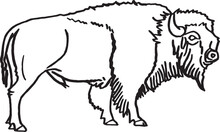 Vector Hand Drawn Sketch Of  Bison Isolated On White,graphical Illustration. Bull