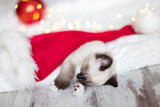 Fototapeta Zwierzęta - Kitten sleep in christmas hat