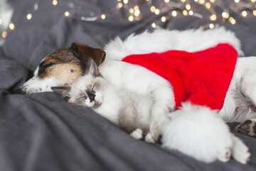 Wall Mural - Cat in christmas hat and dog