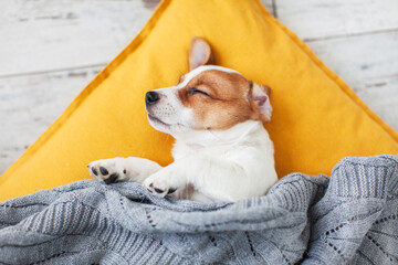 Wall Mural - Puppy on yellow pillow at home