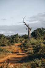 Dirt Road During Safari Game Drive In Udawalawa National Park 