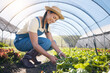 © Wesley/peopleimages.com - Plants, agriculture and woman farming in a greenhouse for health and sustainability. Young person with leaves for eco lifestyle, agro business or organic food and gardening for wellness and growth