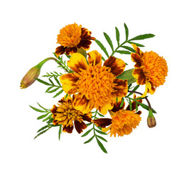 Wall Mural - marigold flowers, buds and leaves in a floral arrangement isolated on white or transparent backgroun