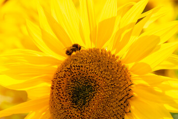 Bee on sunfloewr.  Blooming, Sunflower oil improves skin health and promote cell regeneration. Organic and natural flower background.