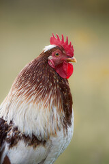 Wall Mural - Isolated portrait of rooster on blurred warm background