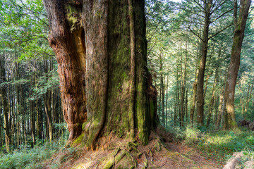 Wall Mural - giant sacred tree in alishan of taiwan