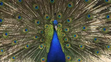 Canvas Print - peacock close up with spread tail. slow motion