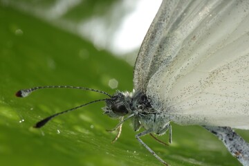 Wall Mural - One beautiful butterfly on green leaf, macro view