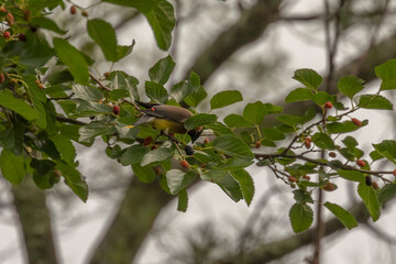 Wall Mural - Cedar Waxwing eating berries of a Mulberry tree