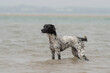 Adult female dog standing in the water in the beach