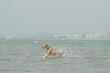 An adult female dog running and splashing in the water in the beach