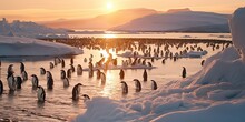 Adelie Penguins In McMurdo Sound Antarctica.
