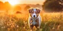 Banner Of A Smelling Pet Dog Puppy As Walking In The Morning Grass In The Sunrise