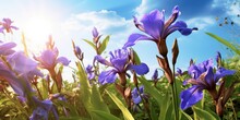 Frogs Perspective Of Violet Iris Flowers With Green Leaves Pointing To The Blue Sky And Sun