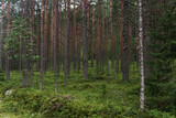 Fototapeta Londyn - natural landscape, pine boreal forest with moss undergrowth, coniferous taiga