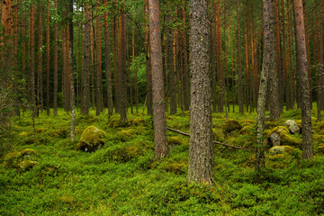 natural landscape, pine boreal forest with moss undergrowth, coniferous taiga with mossy rocks