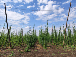 Wall Mural - hops plant growing on the wooden poles 