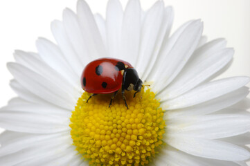 Canvas Print - Ladybug on the chamomiles flower