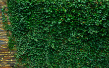 Ivy Brick Wall Texture