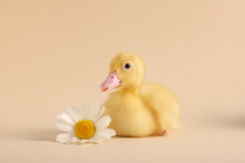 Baby Animal. Cute Fluffy Duckling Near Flower On Beige Background