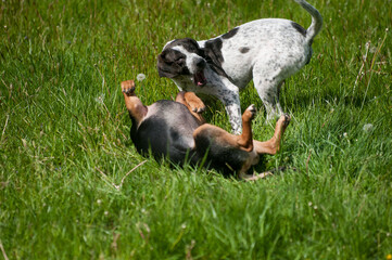 Wall Mural - Two foster dogs happily playing in the yard together