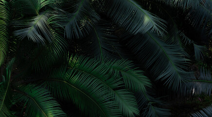 Wall Mural - fern leaves in forest texture background. dense dark green fern leaves in garden. nature abstract ba