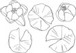 A set of water lilies with leaves, top view. Separate elements on a white background. Linear freehand drawing, vector. For high quality printing on clothing and objects. From the ZODIAC collection