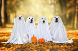 Fototapeta Zwierzęta - group of dogs in ghost costumes posing for Halloween outdoors in autumn