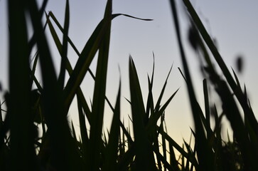 Corn plants grow lush green in tropical Indonesia, this corn plant is 2 months old