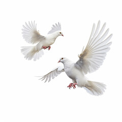 Wall Mural - white dove isolated on white background
