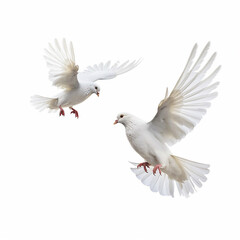 Wall Mural - white dove isolated on white background